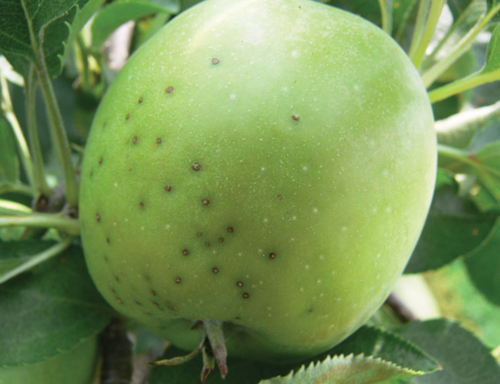 Blister spot lesions on Apple