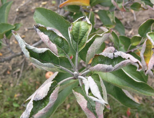 Powdery mildew symptoms on the leaves appear as white, felt-like patches of fungal growth with a pinkish-red discoloration or hue on the leaf margins