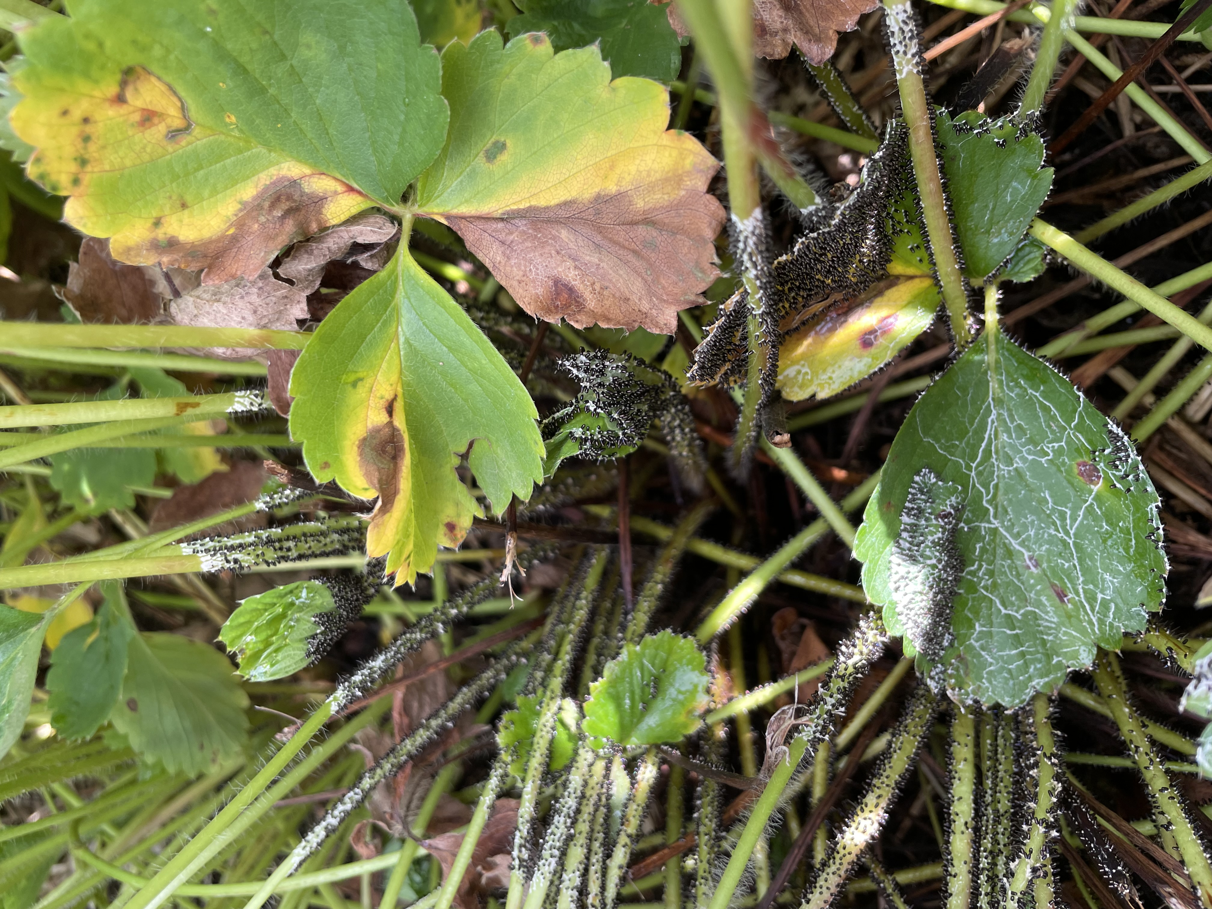 Ontario Crop IPM - Strawberries