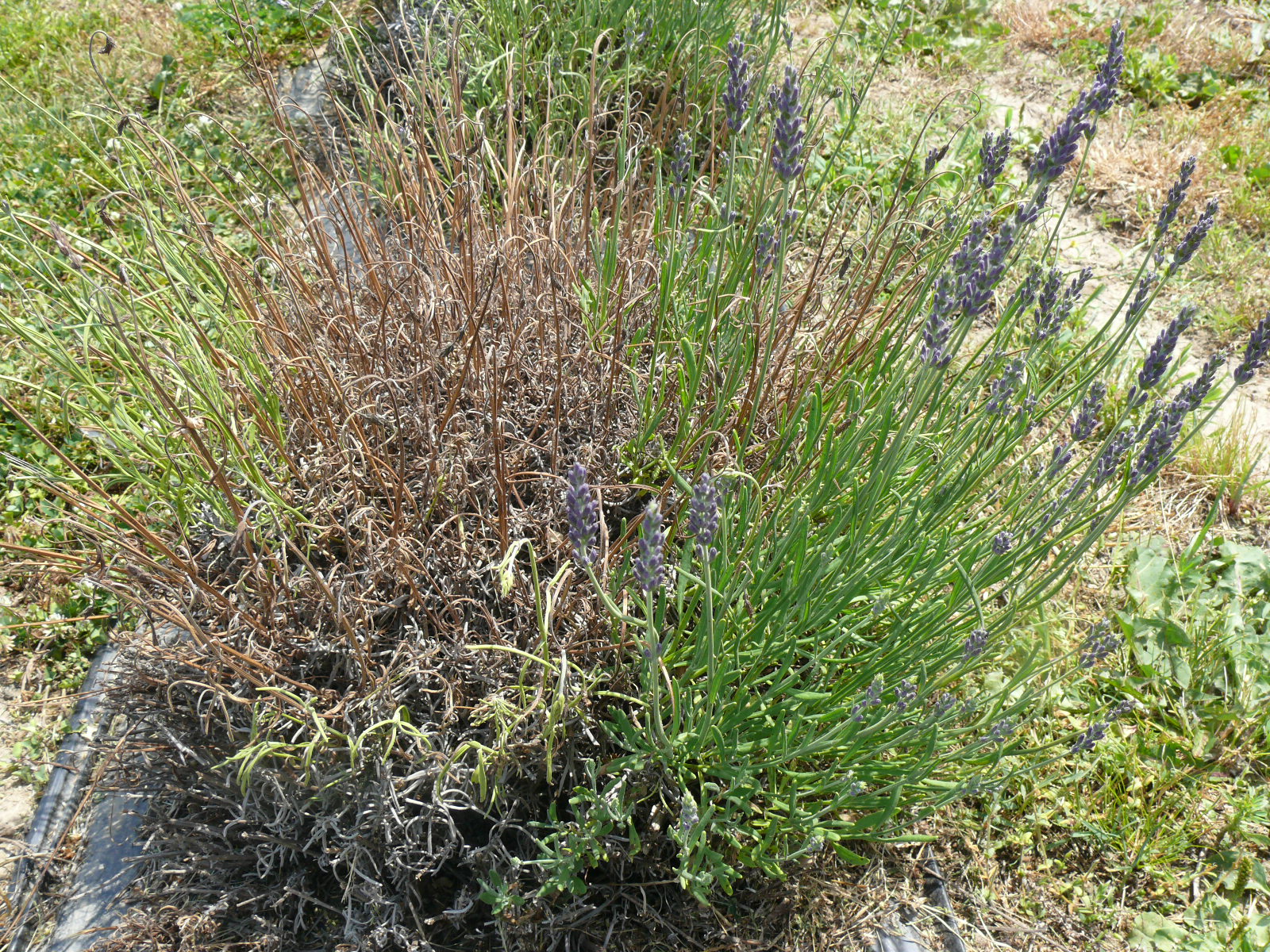 Ontario Crop IPM - Lavender