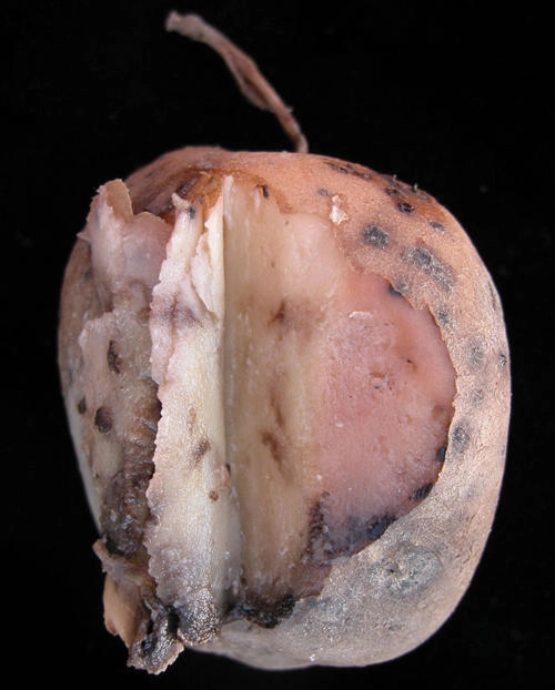 potato tuber cut open to reveal pink rot under the skin