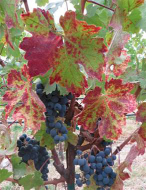 Red blotch on Cabernet Franc
