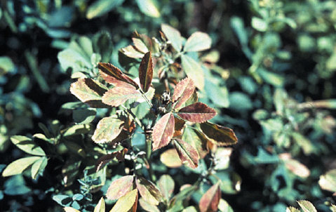Ontario Crop IPM - Alfalfa