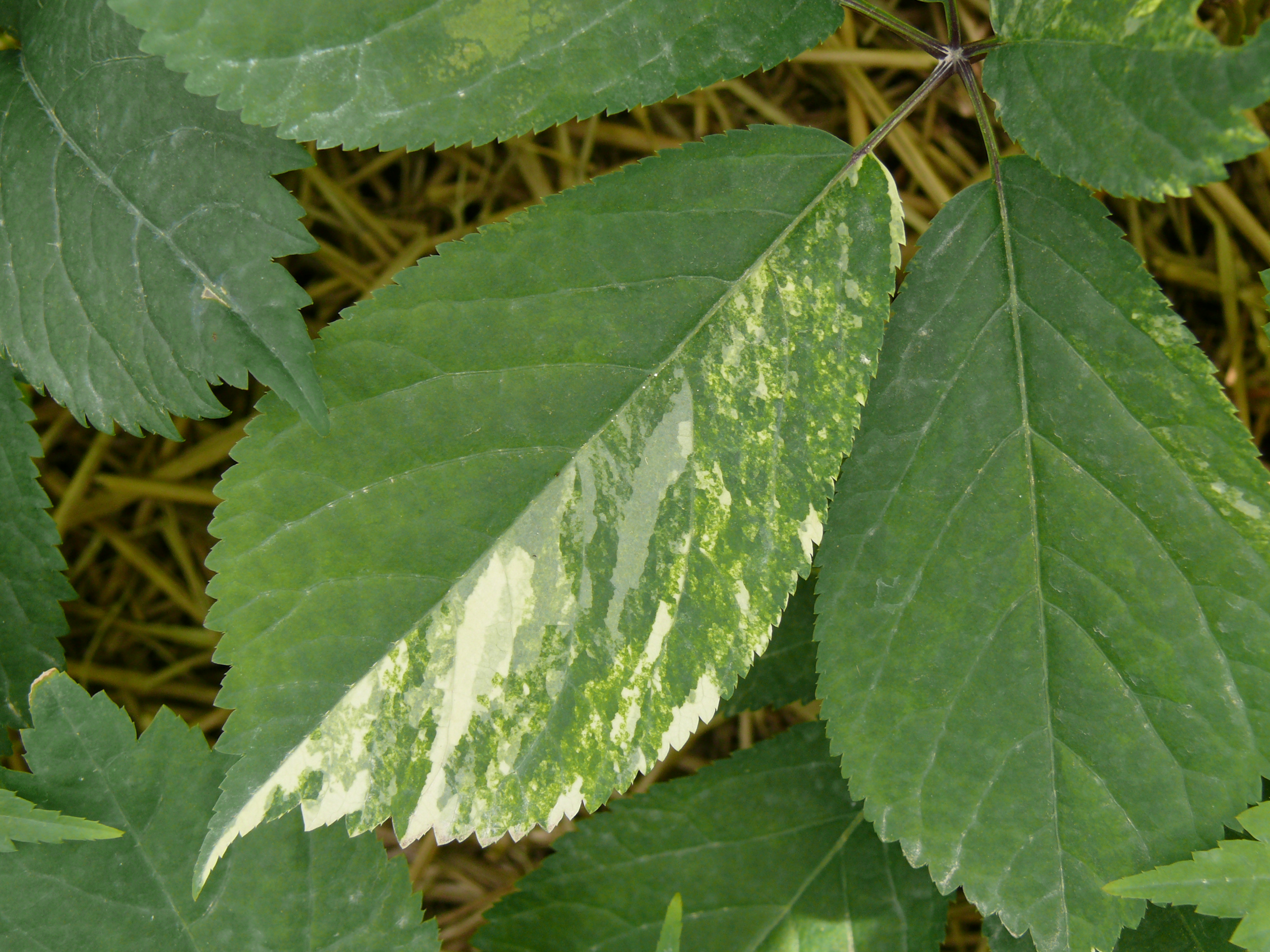 Ontario Crop IPM - Ginseng