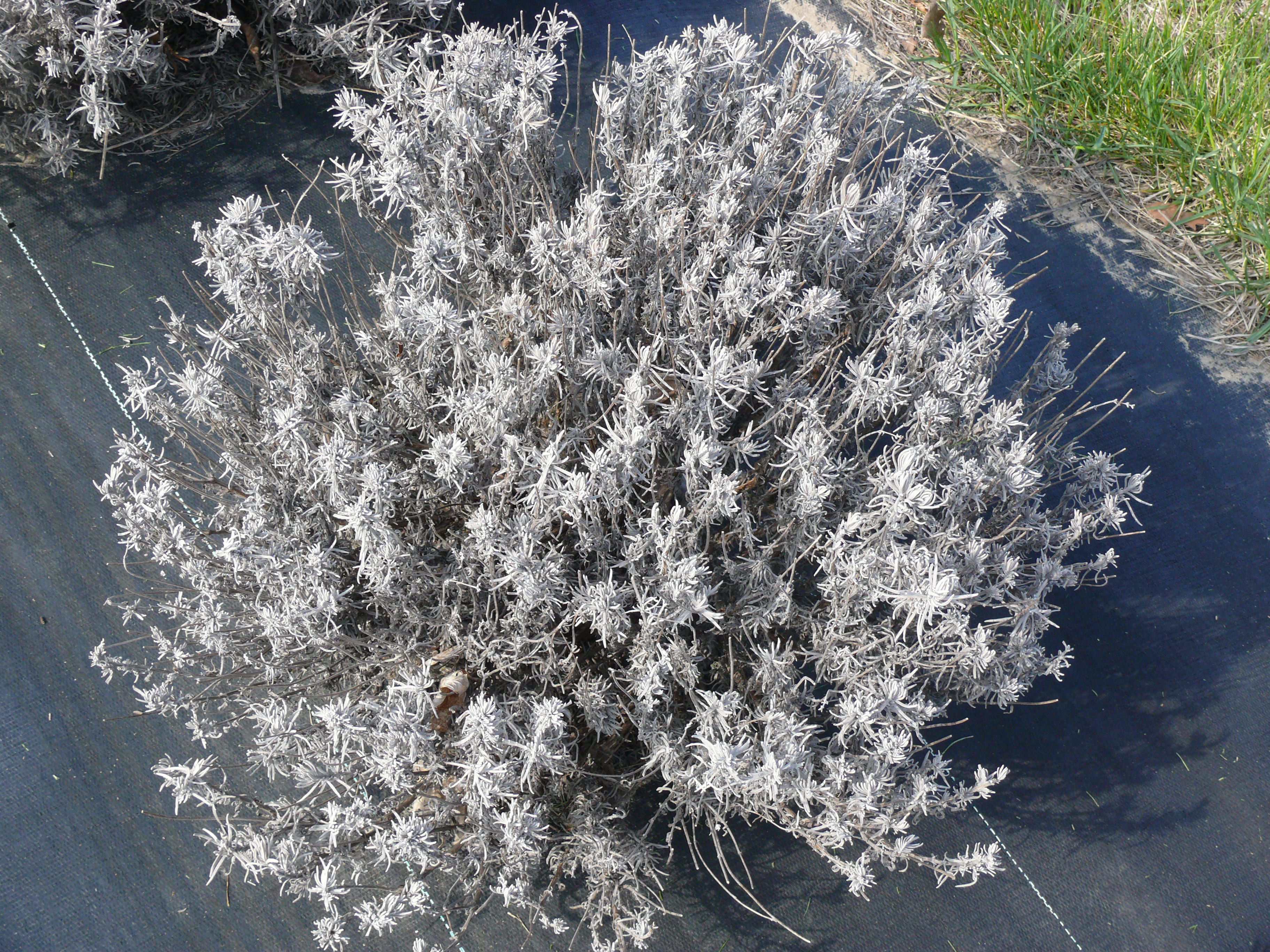 Ontario Crop IPM - Lavender