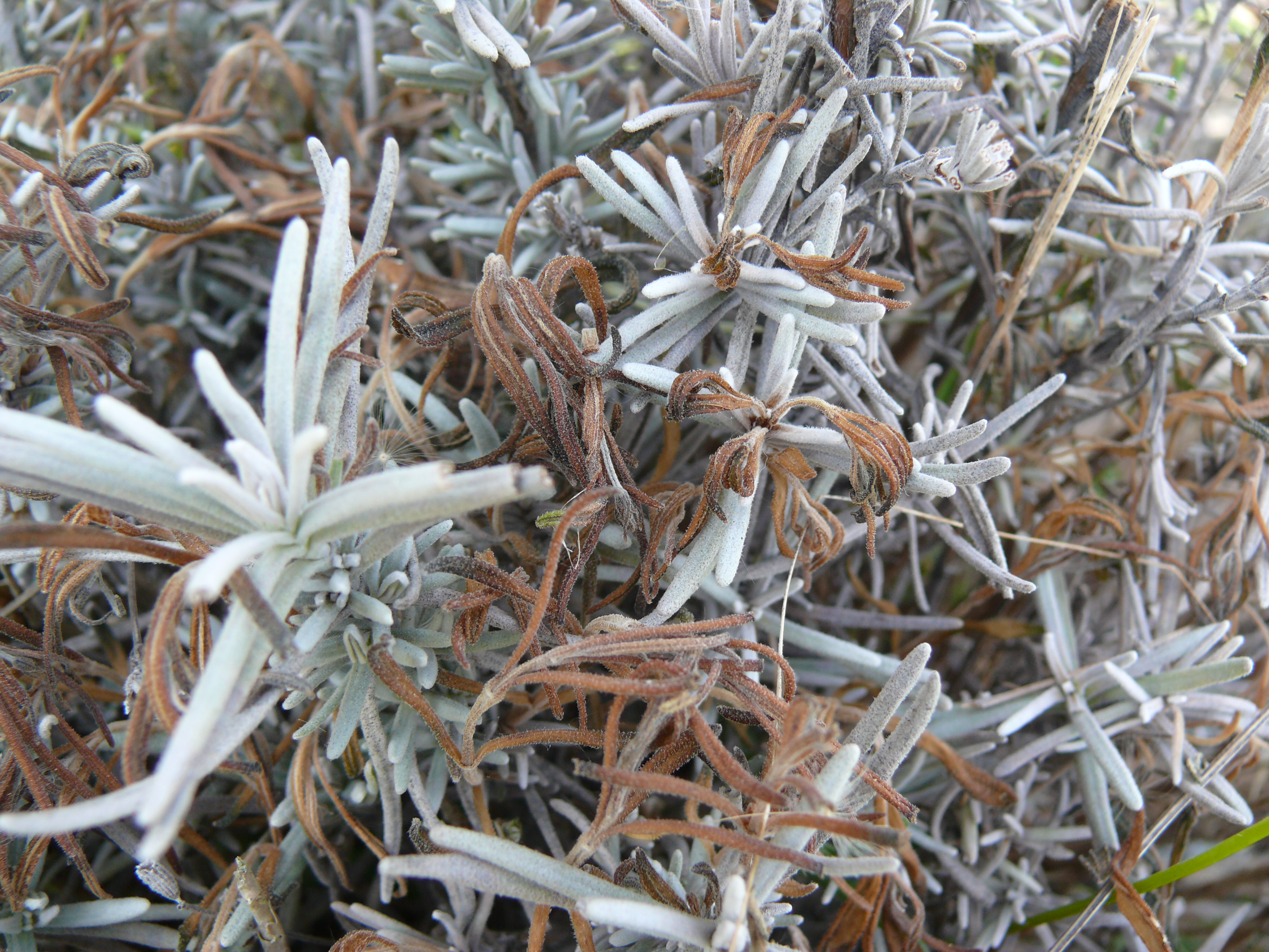 Ontario Crop IPM - Lavender