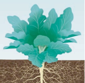 fertilizer for indoor plants Big Green Leaves