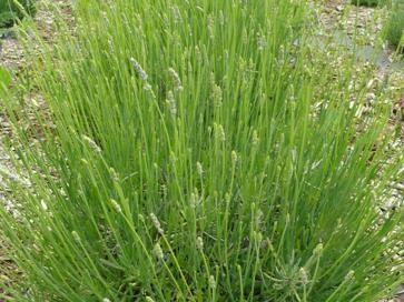 Ontario Crop IPM - Lavender