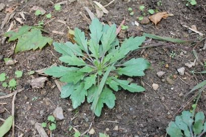 Ontario Crop IPM - Weeds and herbicides