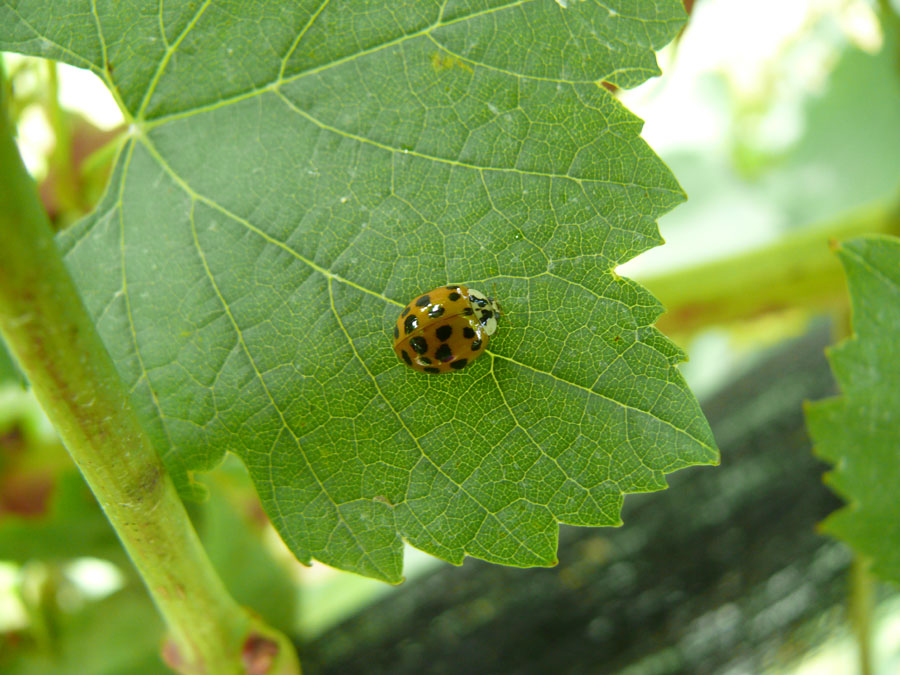 Ontario Crop IPM - Grapes