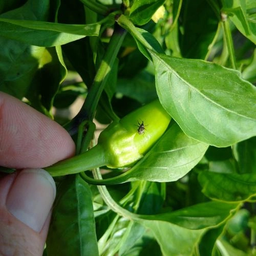 Bell Insect Bell Pepper Plant Pests