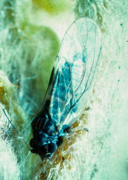 Pear Psylla in adult form