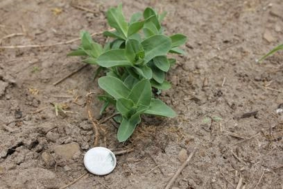 S*O様 dugudagii SPACE WEEDS Ontario Crop IPM - Weeds and herbicides