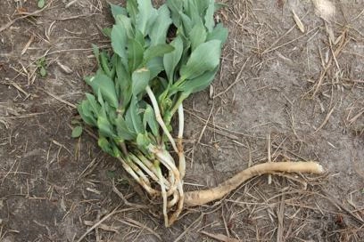 S*O様 dugudagii SPACE WEEDS Ontario Crop IPM - Weeds and herbicides