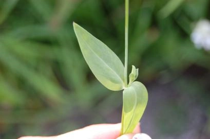 Ontario Crop IPM - Weeds and herbicides