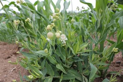 Ontario Crop IPM - Weeds and herbicides